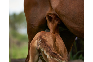 Foal drinks at mares udder