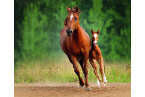 Mare and foal