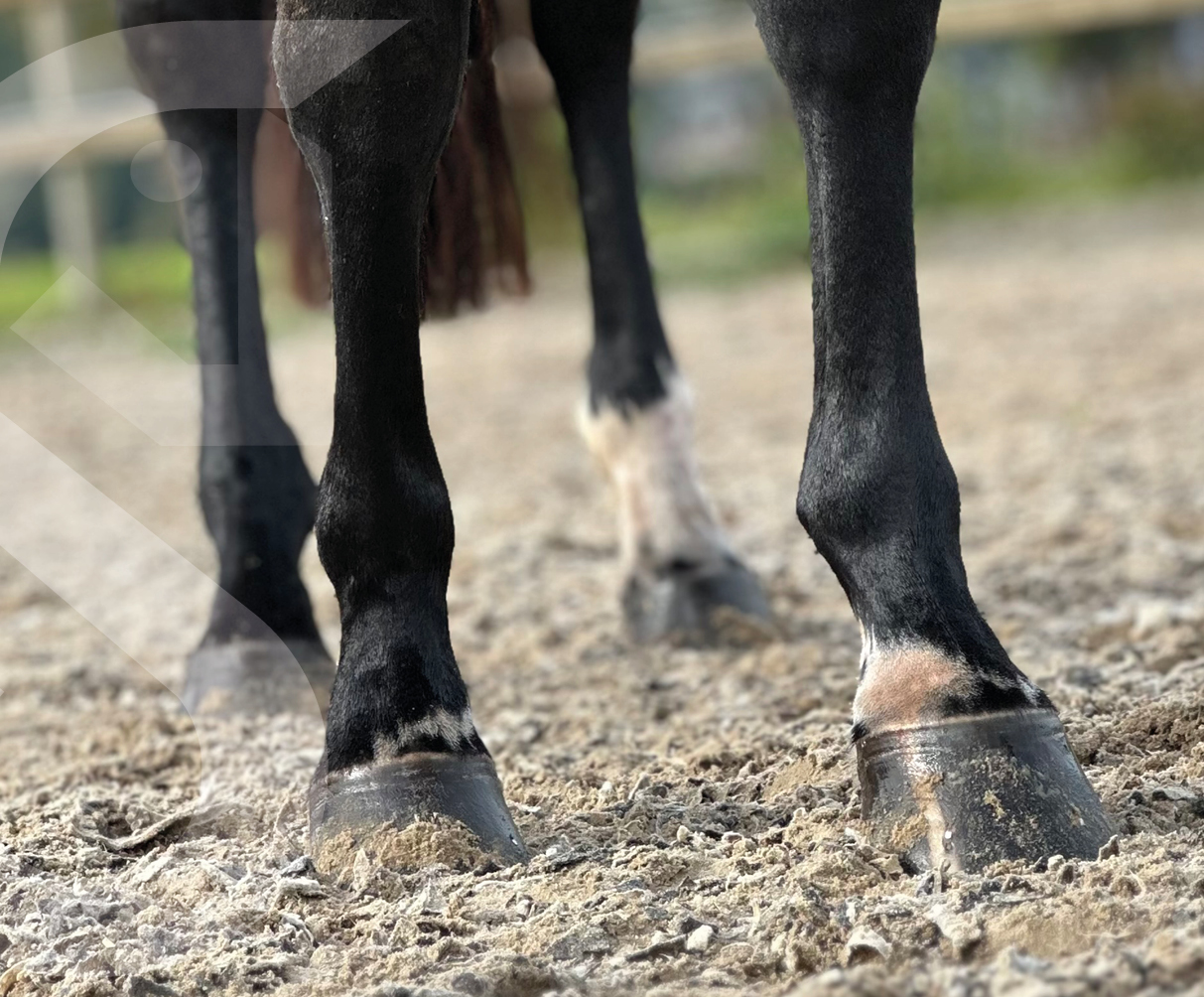 HorStem; ’s werelds eerste diergeneesmiddel op basis van mesenchymale stamcellen uit de navelstreng van paarden