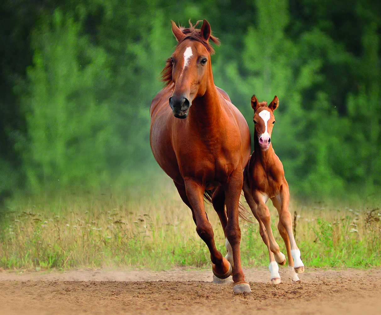 Mare and foal